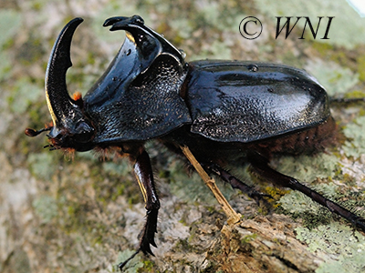 Black Pan Beetle (Enema pan)